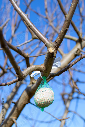 Fat ball for birds in a green net is hanging on a tree branch on blue sky background at winter or early spring sunny day.