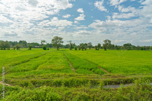 Rice field in Sri Lanka. Green agricultural farm.