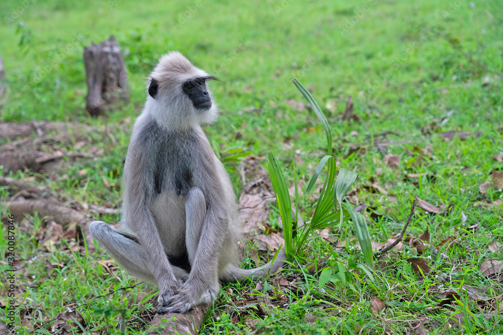 Wild monkey animal sitting on green grass, Sri Lanka