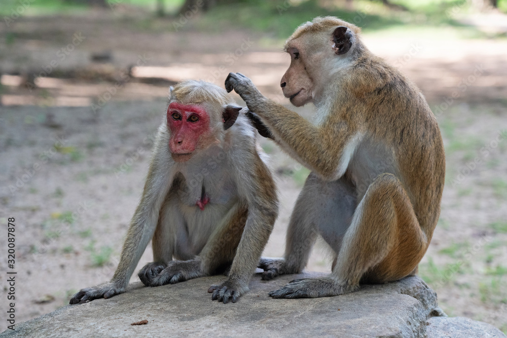 Wild monkey animals couple sitting on stone, Sri Lanka