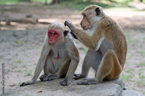 Wild monkey animals couple sitting on stone, Sri Lanka photo