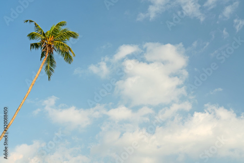 Coconut palm on blue cloudy sky background, travel concept