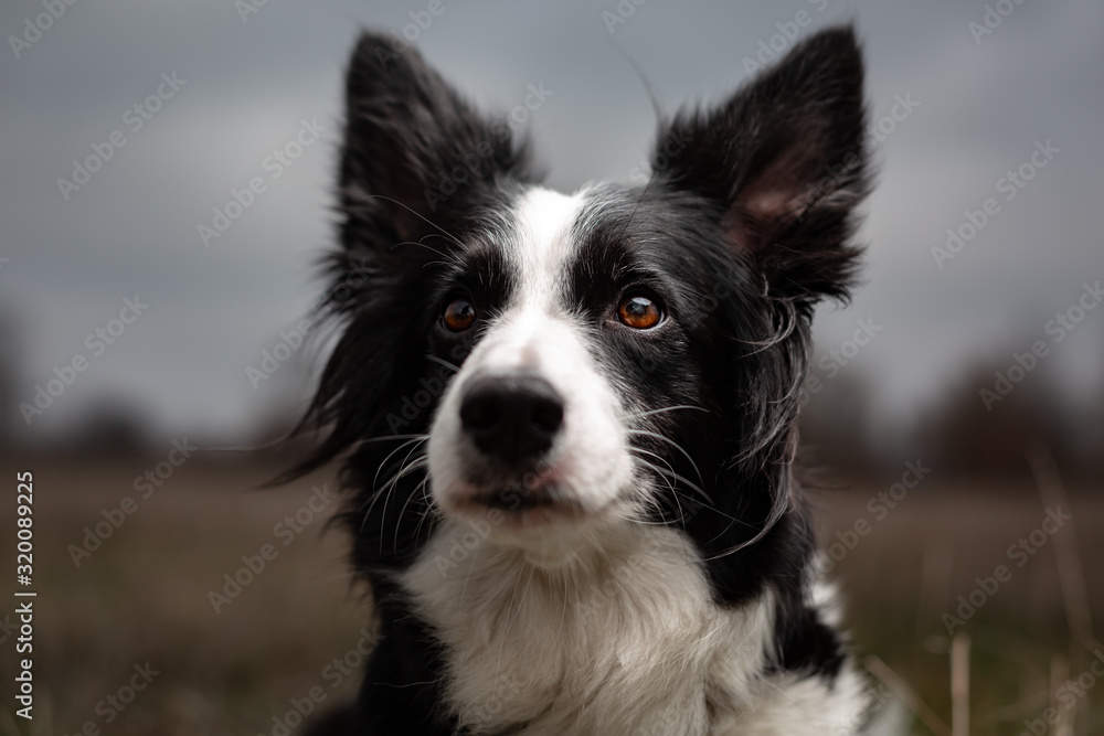 close-up of a smart look brown eye of a black and white border collie