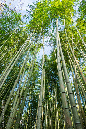 Arashiyama Bamboo Grove or Sagano Bamboo Forest  is a natural forest of bamboo in Arashiyama  landmark and popular for tourists attractions in Kyoto. Japan