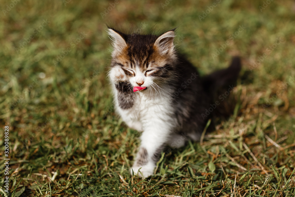 Little ripple Kitten washes his face on the grass in the garden. spring sunny day