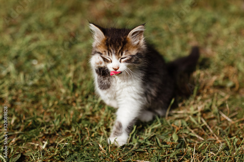 Little ripple Kitten washes his face on the grass in the garden. spring sunny day