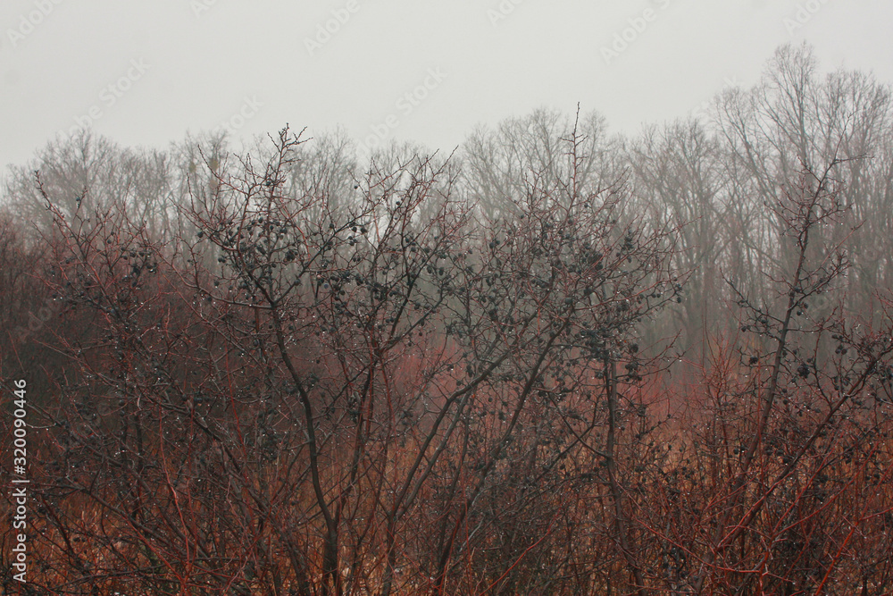 Overgrown bushes of thorns (teren, wild plum) in late autumn, covered with shiny drops of water. Overgrown bushes of thorns (teren, wild plum) in late autumn, covered with shiny drops of water.