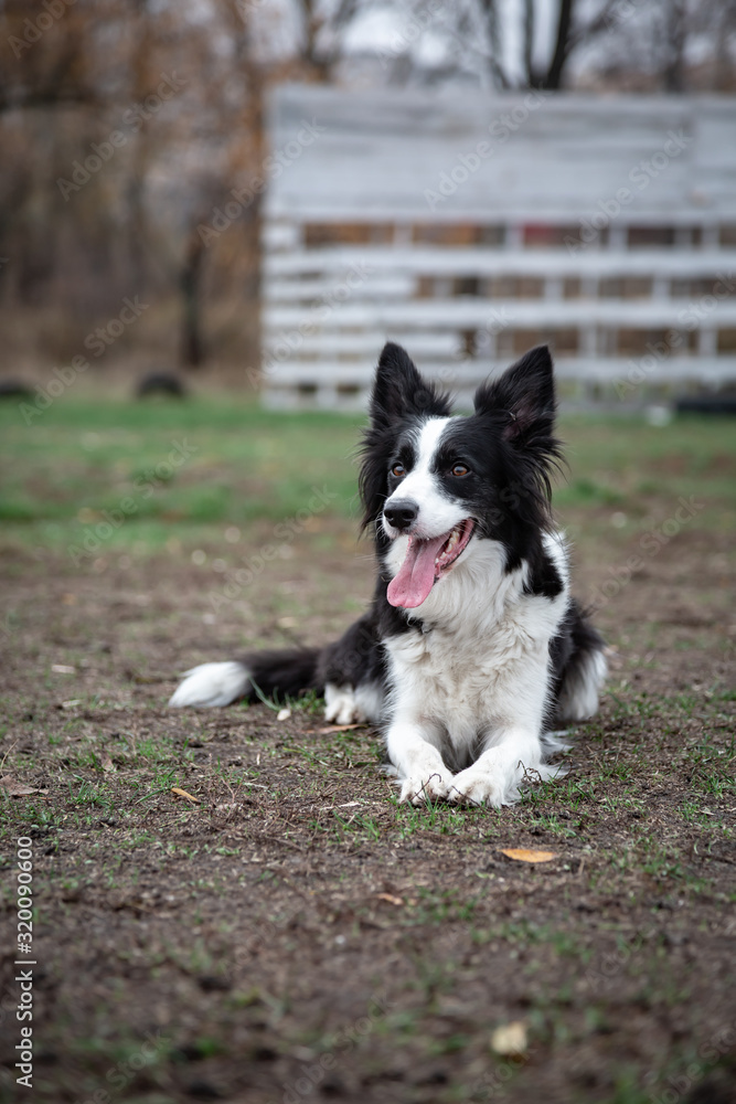 black and white border collie sitting on green grass at the corner of a brick house