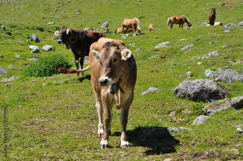 grazing animals immersed in the beautiful valleys of the valtellina in the lombardy italian region photo