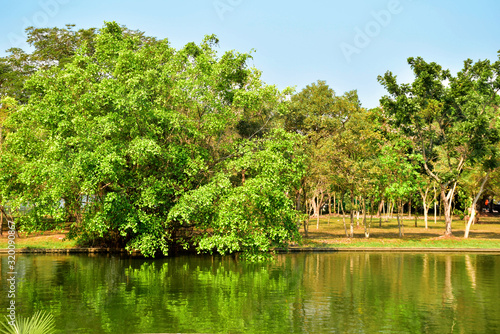 Fresh atmosphere with green tree in the park