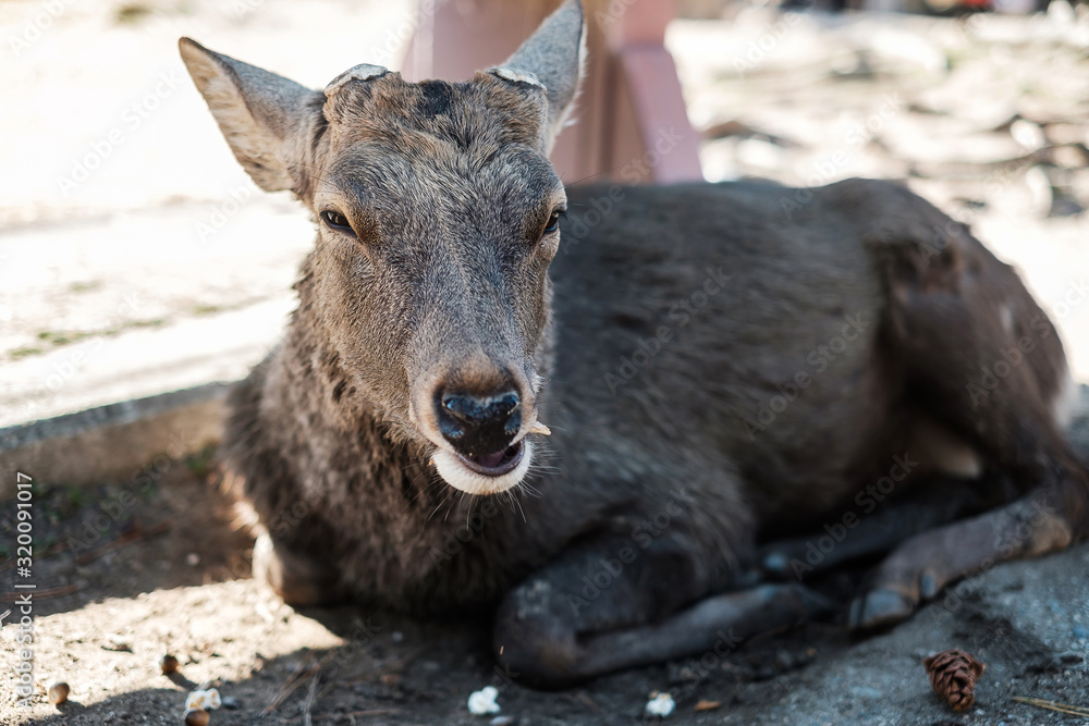 Deer around Nara park and Todaiji temple. Asian traveler visit in Nara near Osaka. landmark and popular for tourists attractions Japan. Asia travel concept Deer around Nara park and Todaiji temple. Asian traveler visit in Nara near Osaka. landmark and popular for tourists attractions Japan. Asia travel concept