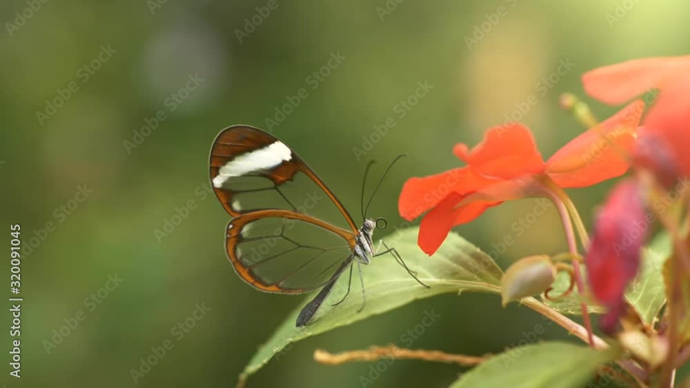Slow motion shot of fine butterfly with transparent wings flying away from red flower Slow motion shot of fine butterfly with transparent wings flying away from red flower