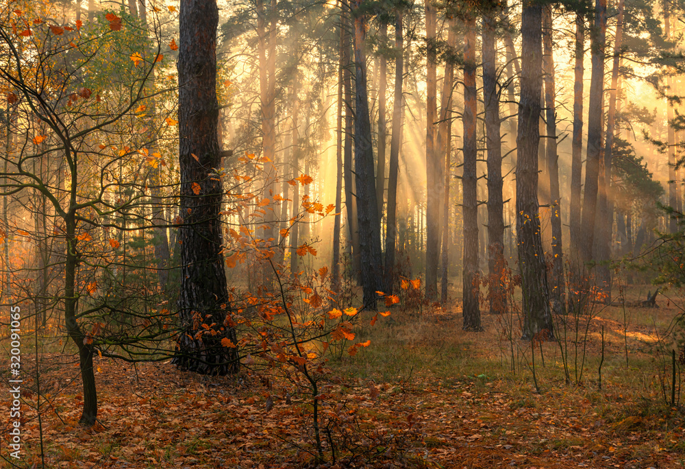 Obraz premium Forest. Good autumn morning. The sun's rays play in the branches of trees. Pleasant walk in the nature.