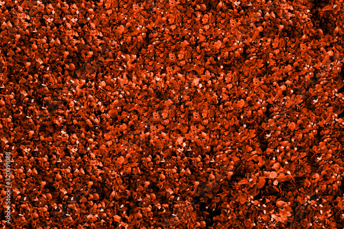 Abstract Lush Lava soft light. Neon orange-red color background.