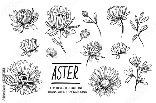 Set of aster flowers. Hand drawn outline converted to vector photo