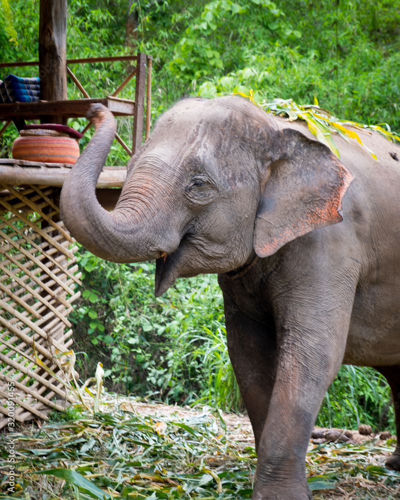 Fototapeta premium Beautiful young Asiatic Elephants at a Thai sanctuary near Chiang Mai, Thailand. Elephants feeding on sugar cane stalk and playing in the nearby river. Animals saved from poaching and injury
