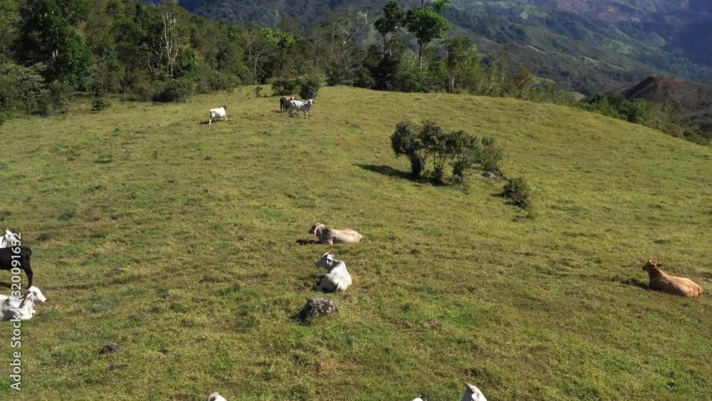 Early morning view of the cattle enjoying the fresh grass on the hilltops above the clouds and fog in rural Costa Rica Early morning view of the cattle enjoying the fresh grass on the hilltops above the clouds and fog in rural Costa Rica