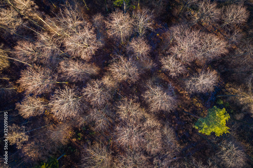 Luftaufnahme eines kahlen Waldes
