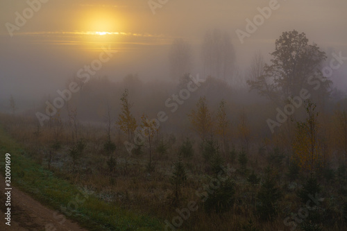 fog, sunrise view of the forest in autumn, small Christmas trees and birches in the foreground © Dainis