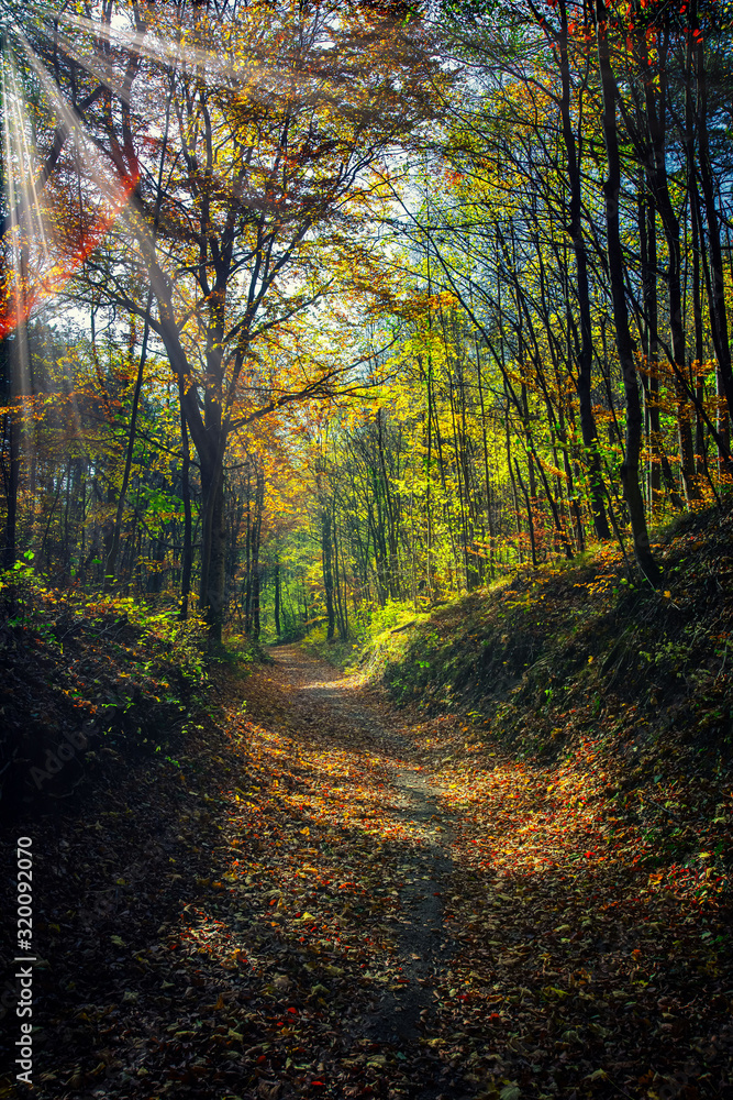 sun rays in beautiful autumn forest 