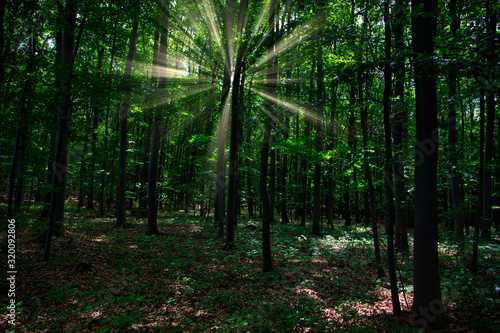 sun casting beautiful rays of light through the branches in the green spring forest.