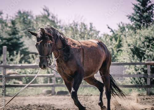 Beautiful horse in the process of training