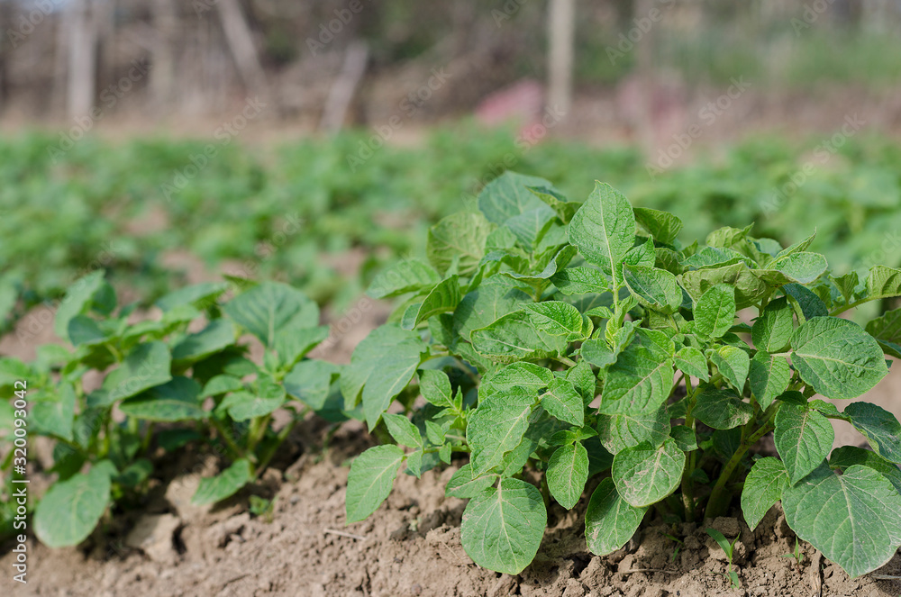 Growing bio potatoes in the northern Bulgaria in the summer Growing bio potatoes in the northern Bulgaria in the summer