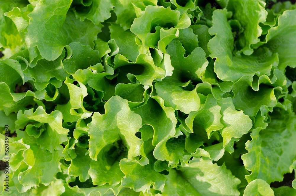 Growing bio lettuce in the northern Bulgaria in the summer Growing bio lettuce in the northern Bulgaria in the summer