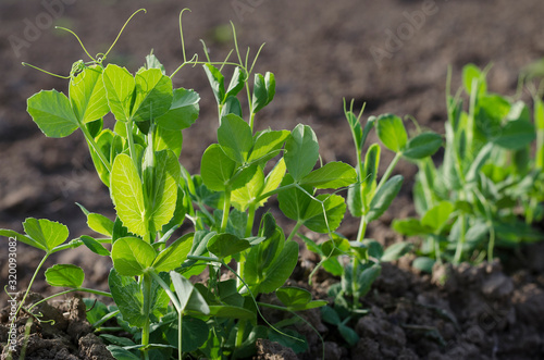 Growing bio pea in the northern Bulgaria in the summer