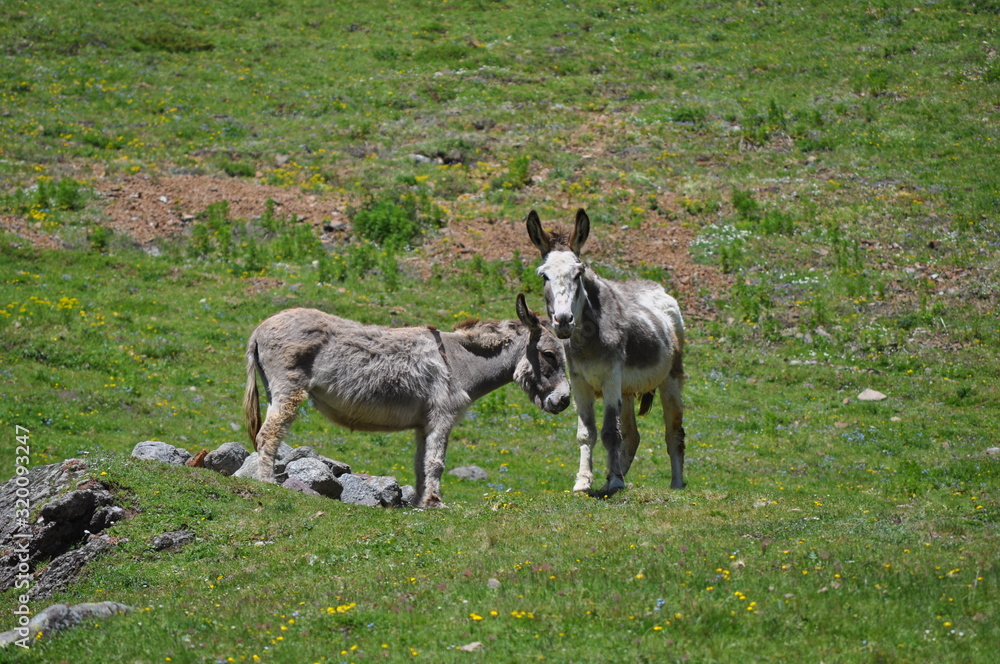 Obraz premium grazing animals immersed in the beautiful valleys of the valtellina in the lombardy italian region