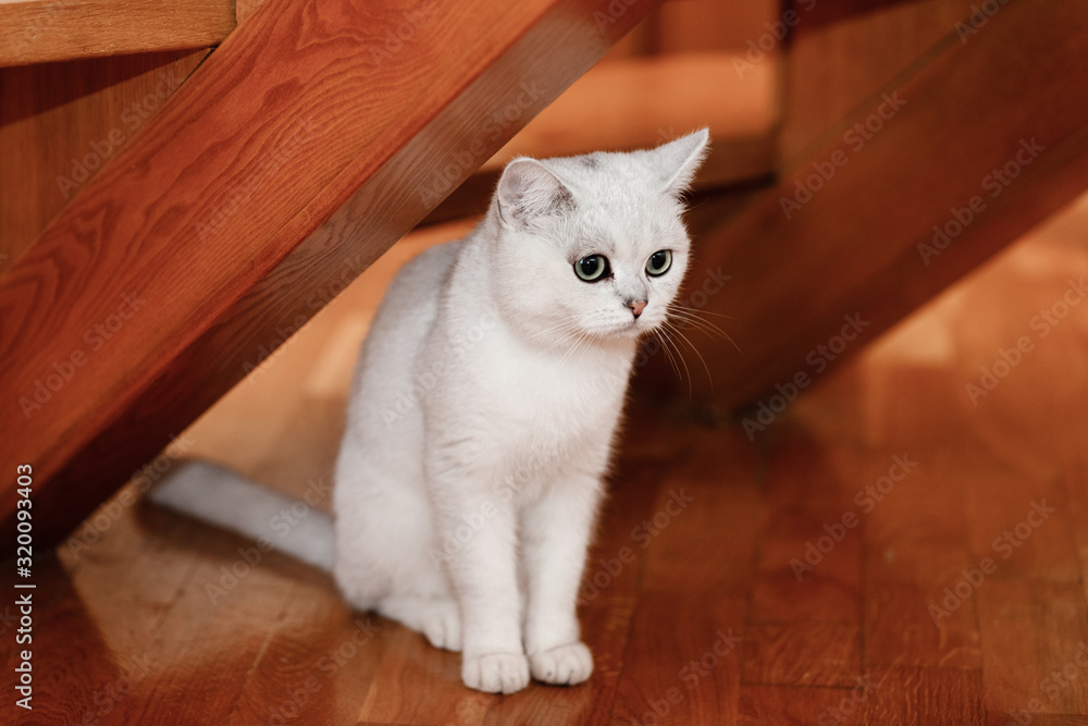 White cat with blue eyes sits at home under wooden stairs