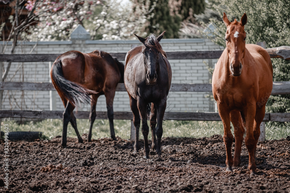 Beautiful horses walk in the paddock Beautiful horses walk in the paddock
