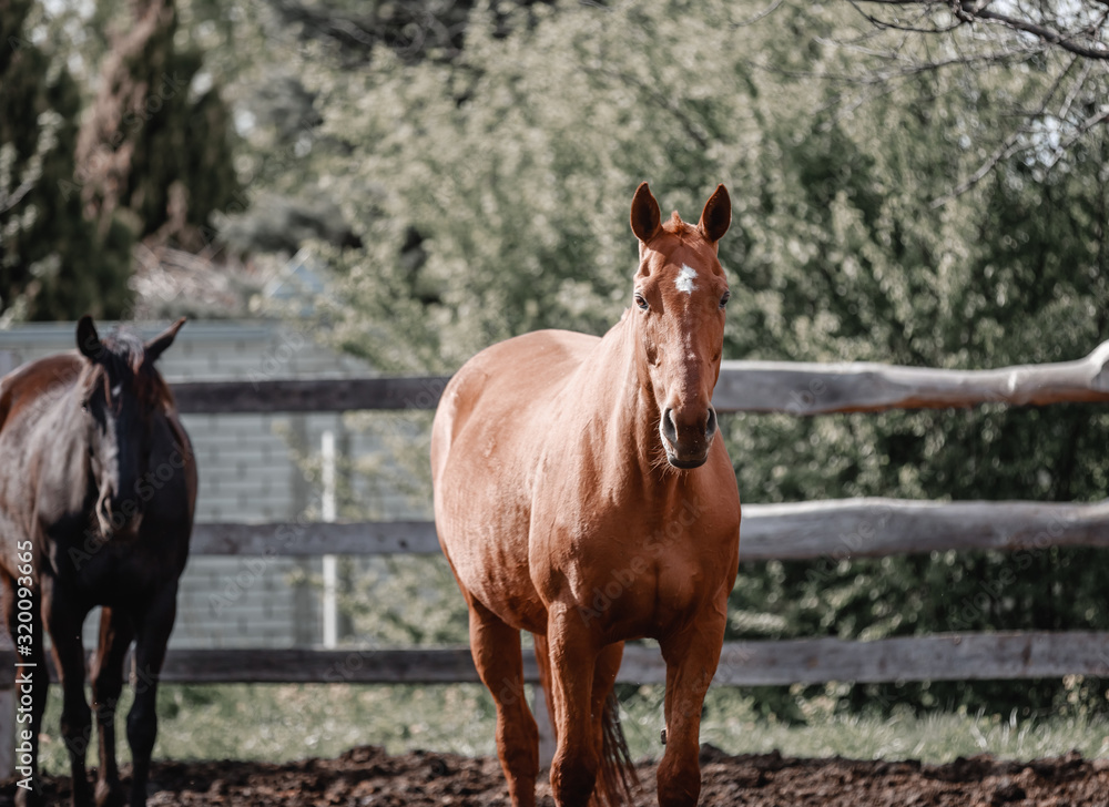 Beautiful horses walk in the paddock Beautiful horses walk in the paddock