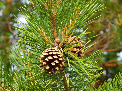 Cone on a green pine branch.