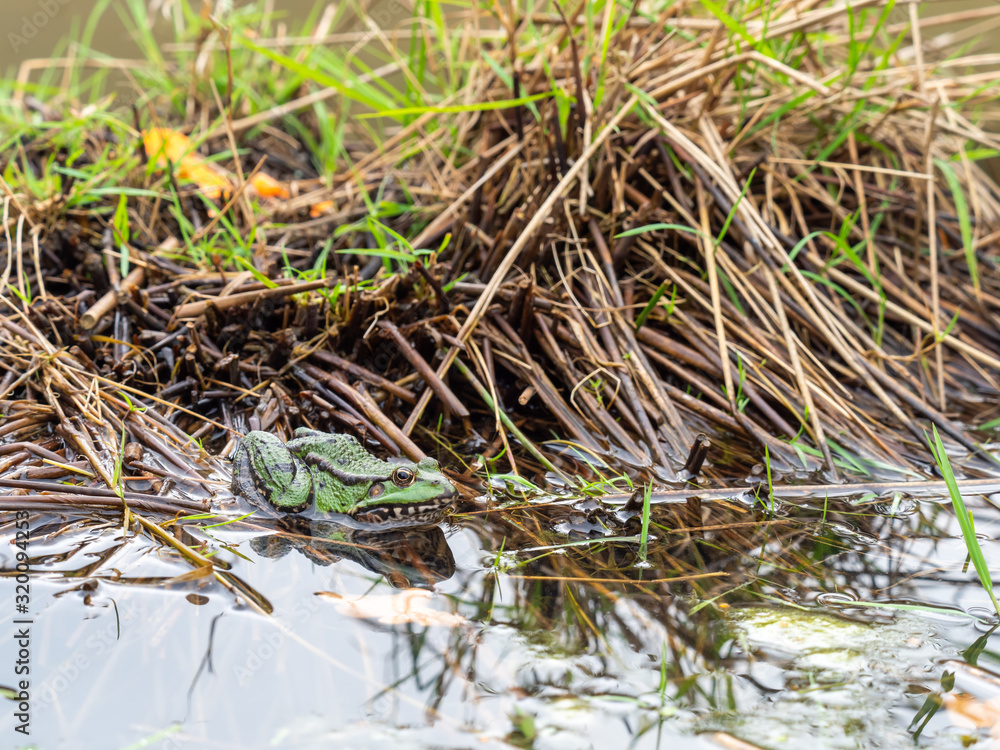 Marsh frog ( Pelophylax ridibundus ) in water Marsh frog ( Pelophylax ridibundus ) in water