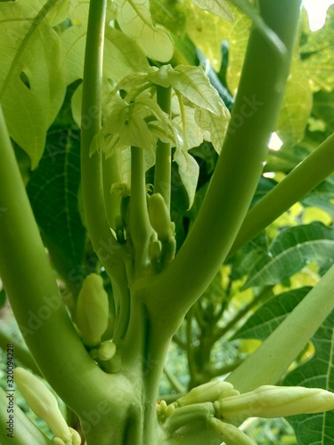 Fototapeta Naklejka Na Ścianę i Meble -  Closeup of papaya flower and bud on a tree in Indonesia. Papaya is one of the tropical fruits grown widely in Indonesia throughout the year.