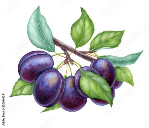 Watercolor illustrations with plums isolated on the white background: fruits, branch and leaves