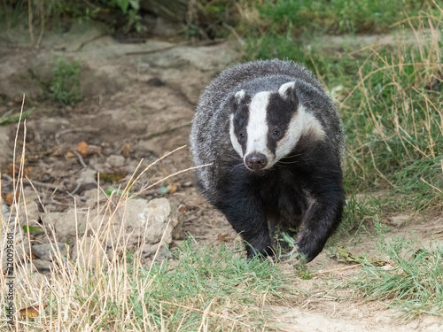 Badger (meles meles) out in the daytime