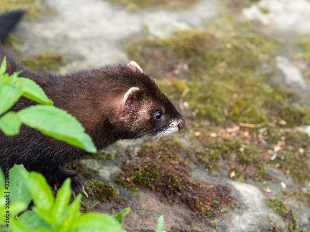 Polecat Looking out of a Tunnel. Polecat Looking out of a Tunnel.