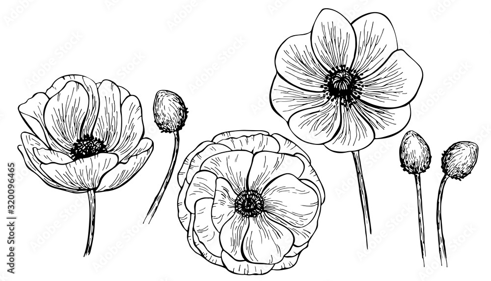 Obraz Hand drawn anemone flower isolated on white background. Set of elements. Vector illustration. Perfect for invitation, greeting card, fashion print, banner, poster for textiles, design, coloring book.