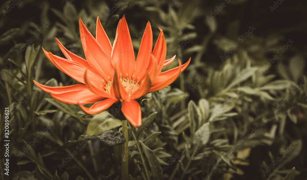 Orange Flower in the Garden