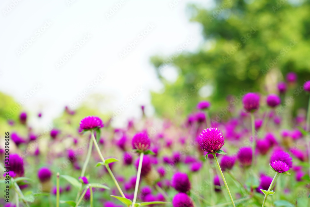 Pink Globe amaranth flower with green blur background . Pink Globe amaranth flower with green blur background .