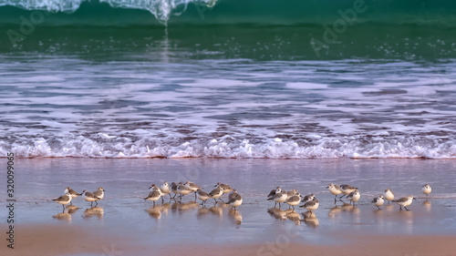 Sanderlings on a shore, some with heads under their wings, with surf breaking against the shore and a large wave about to break in the background.