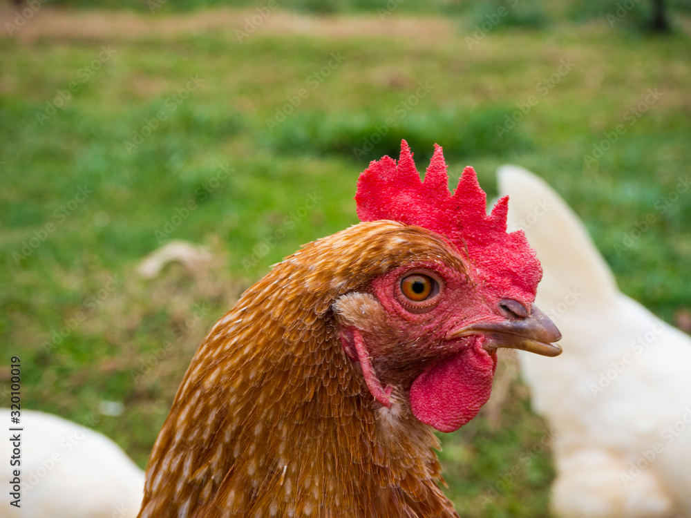 A closeup of Rhode Island Red Chicken hen head, with a green grass background