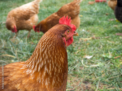A closeup of Rhode Island Red Chicken hen head, with other hens in the background
