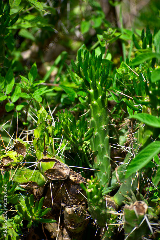 green Eves Needle cactus green background in Huascarán National Park green Eves Needle cactus green background in Huascarán National Park