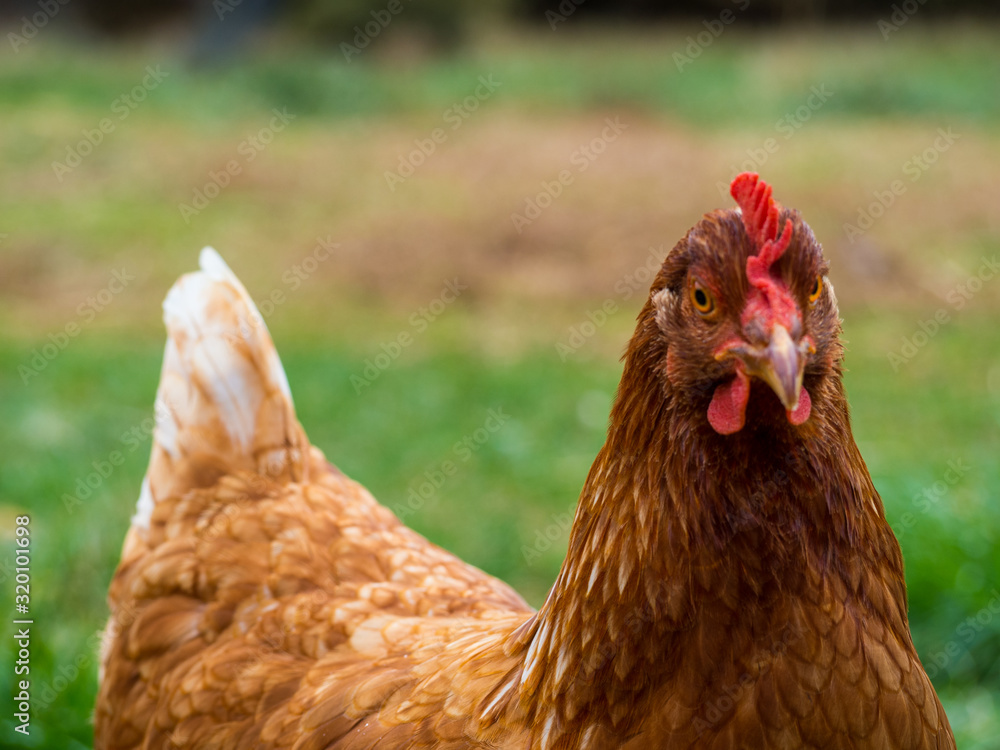 A closeup of Rhode Island Red Chicken hen head, with other hens in the background