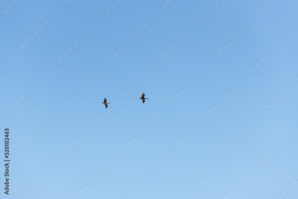 Two Brown Pelican flight in straight line formation, view from below over blue sky.