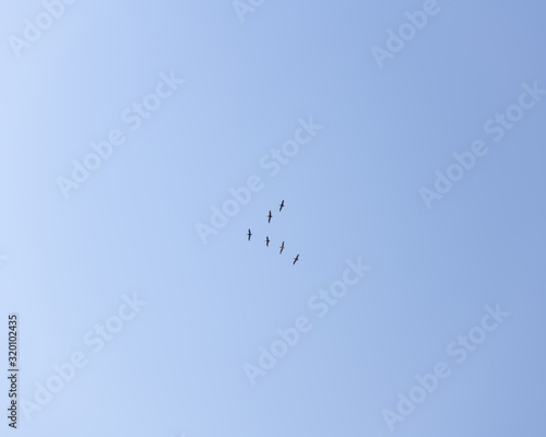 Brown Pelican flight in V-formation, view from below over blue sky.