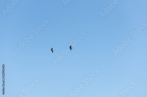 Two Brown Pelican flight in straight line formation, view from below over blue sky. © VIS Fine Arts